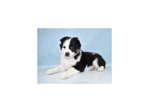 Australian Shepherd-DOG-Female-Black and White-21446-Petland Scottsdale, Arizona