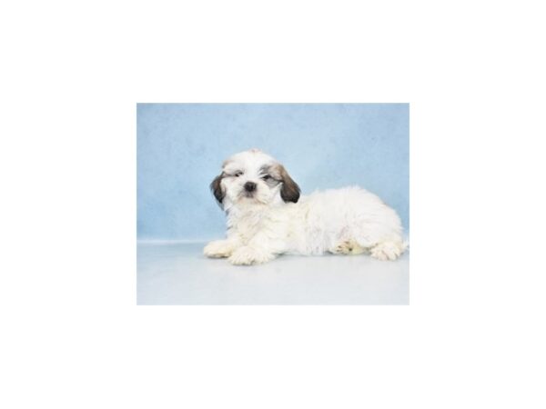 Lhasa Apso-DOG-Female-Golden-21454-Petland Scottsdale, Arizona