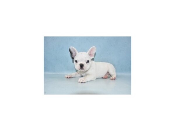 French Bulldog-DOG-Male-Blue Fawn-21453-Petland Scottsdale, Arizona