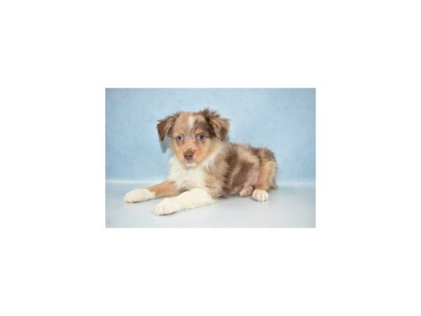 Miniature Australian Shepherd-DOG-Male-Red Merle-21459-Petland Scottsdale, Arizona