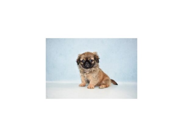 Pekingese-DOG-Female-Fawn-21456-Petland Scottsdale, Arizona
