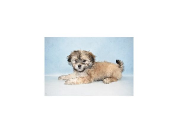 Lhasa Apso/Maltese-DOG-Female-Gold-21460-Petland Scottsdale, Arizona