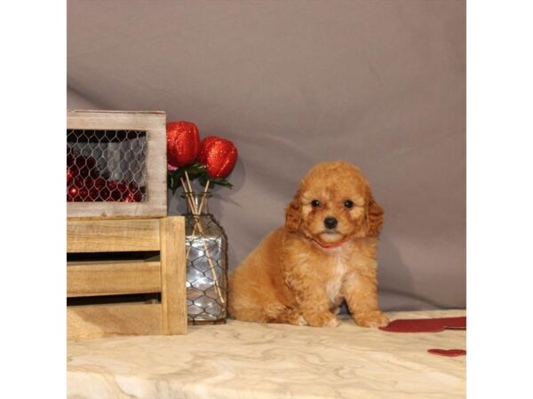 F1B Mini Goldendoodle-DOG-Female-Red-21468-Petland Scottsdale, Arizona