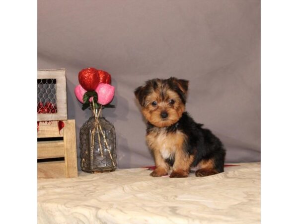Yorkshire Terrier-DOG-Male-Black / Tan-21466-Petland Scottsdale, Arizona