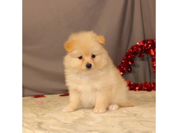 Pomeranian-DOG-Female-Orange-21462-Petland Scottsdale, Arizona