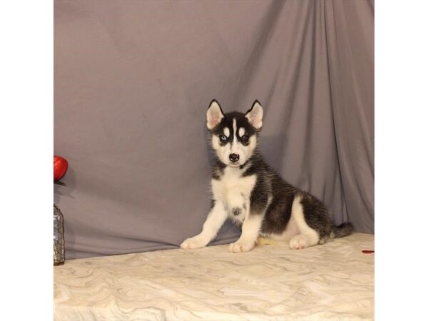 Siberian Husky-DOG-Female-Black / White-21463-Petland Scottsdale, Arizona