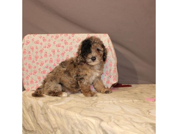 F1B Mini Goldendoodle-DOG-Male-Blue Merle-21469-Petland Scottsdale, Arizona