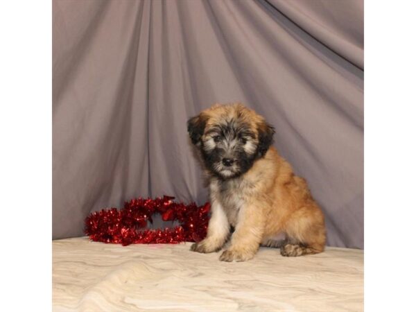 Soft Coated Wheaten Terrier-DOG-Female-Wheaten-21464-Petland Scottsdale, Arizona