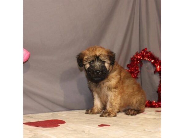 Soft Coated Wheaten Terrier-DOG-Male-Wheaten-21465-Petland Scottsdale, Arizona