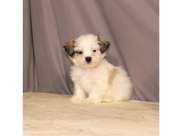 Maltese/Shih Tzu-DOG-Male-White / Gold-21470-Petland Scottsdale, Arizona