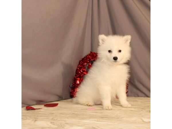 American Eskimo Dog-DOG-Female-White-21461-Petland Scottsdale, Arizona