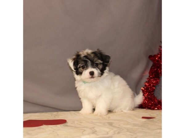 Chihuahua/Havanese-DOG-Male-White / Gold-21467-Petland Scottsdale, Arizona