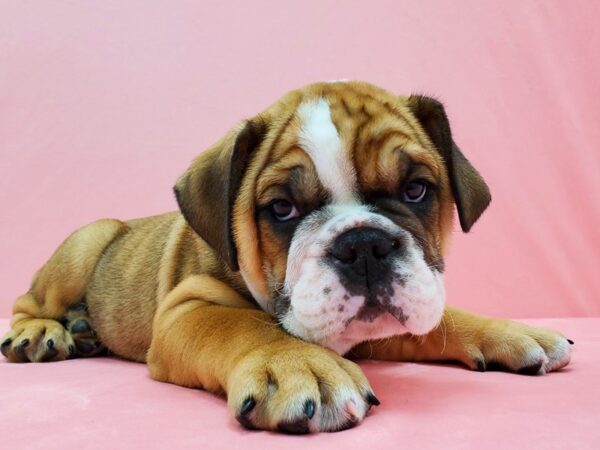English Bulldog-DOG-Male-Red and White-21450-Petland Scottsdale, Arizona
