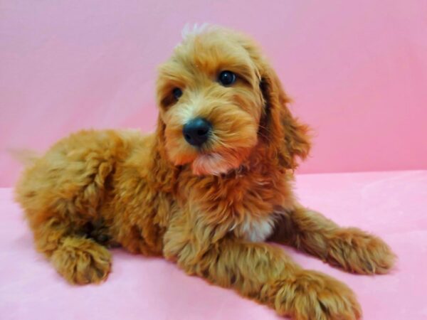 F1B Goldendoodle-DOG-Male-Golden-21471-Petland Scottsdale, Arizona