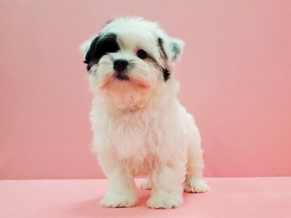 Havanese-DOG-Male-Black and White-21477-Petland Scottsdale, Arizona
