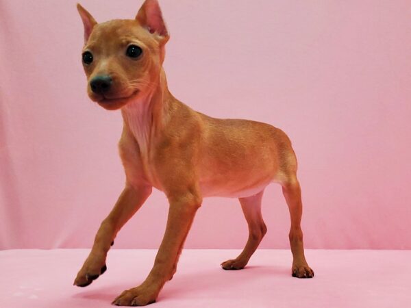 Miniature Pinscher-DOG-Female-Red-21480-Petland Scottsdale, Arizona