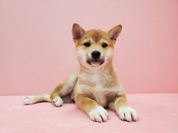 Shiba Inu-DOG-Male-Red-21481-Petland Scottsdale, Arizona
