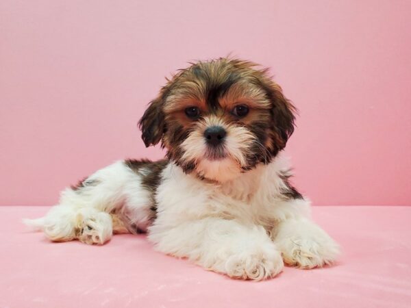 Shih Tzu-DOG-Male-Gold and White-21483-Petland Scottsdale, Arizona