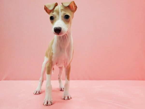Italian Greyhound-DOG-Male-Fawn-21478-Petland Scottsdale, Arizona