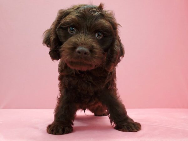 Cocker Spaniel/Poodle-DOG-Male-Brown-21487-Petland Scottsdale, Arizona