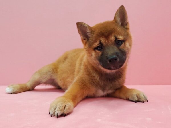 Shiba Inu-DOG-Female-Red Sesame-21482-Petland Scottsdale, Arizona