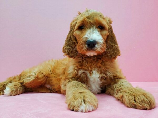 Irish Setter/Poodle-DOG-Male-Red-21496-Petland Scottsdale, Arizona