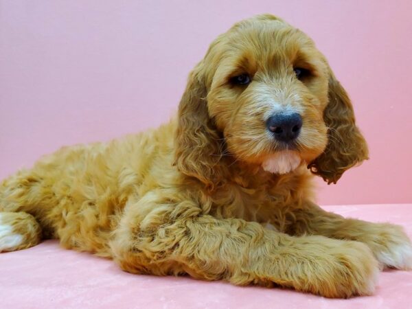 Irish Setter/Poodle-DOG-Female-Red-21495-Petland Scottsdale, Arizona
