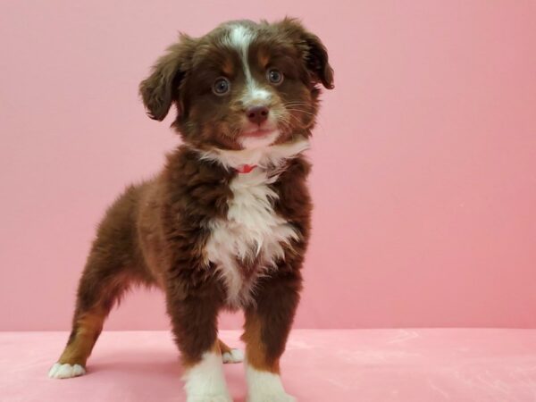 Australian Shepherd-DOG-Female-Red-21488-Petland Scottsdale, Arizona