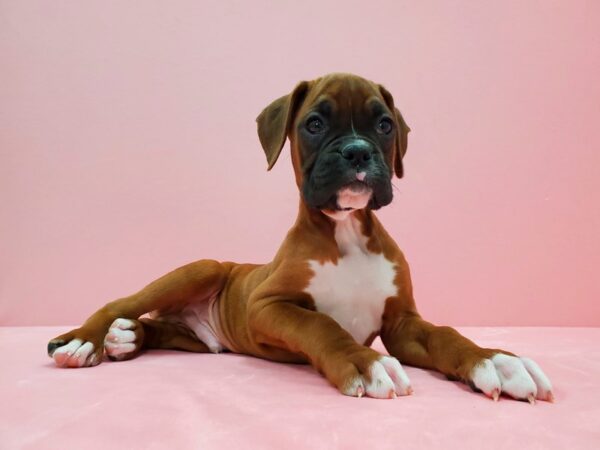 Boxer-DOG-Male-Fawn-21485-Petland Scottsdale, Arizona