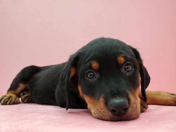 Rottweiler-DOG-Female-Black / Tan-21493-Petland Scottsdale, Arizona