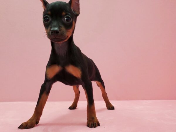 Miniature Pinscher-DOG-Female-Black / Rust-21491-Petland Scottsdale, Arizona