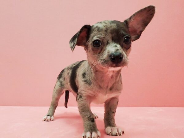 Chihuahua-DOG-Male-Blue Merle-21489-Petland Scottsdale, Arizona