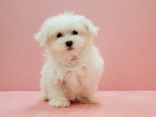 Maltese-DOG-Male-White-21490-Petland Scottsdale, Arizona