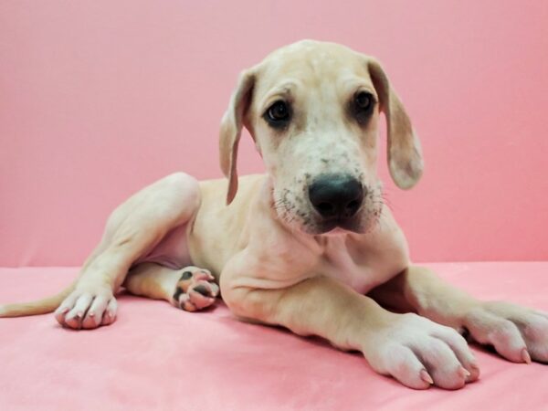 Great Dane-DOG-Male-Fawn-21476-Petland Scottsdale, Arizona