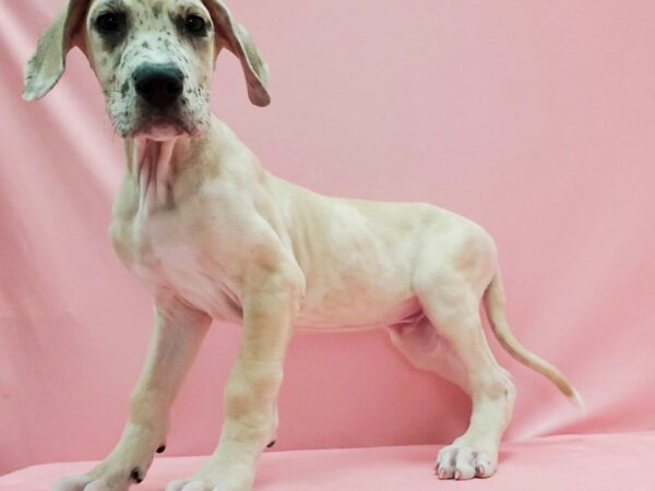 Great Dane-DOG-Male-Fawn-21475-Petland Scottsdale, Arizona