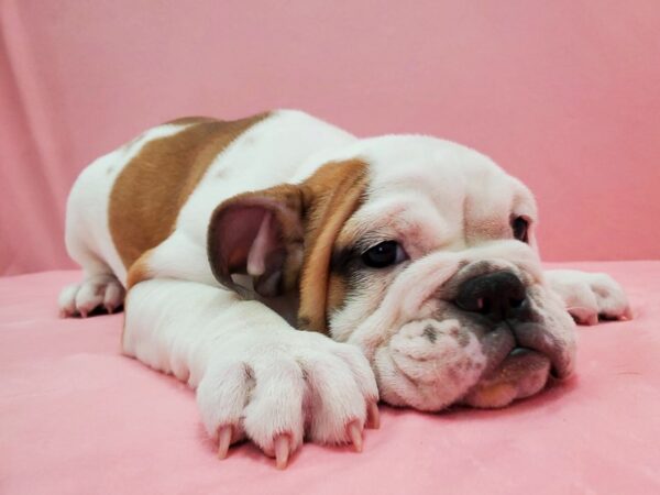 English Bulldog-DOG-Female-Red and White-21486-Petland Scottsdale, Arizona