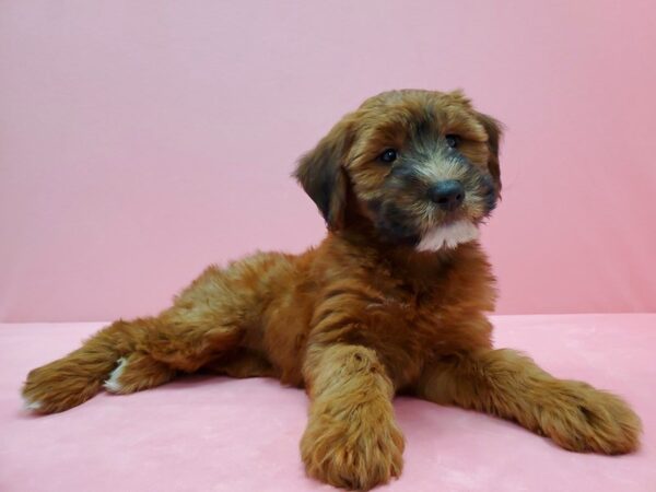 Poodle/Soft Coated Wheaten Terrier-DOG-Female-Red Chocolate-21500-Petland Scottsdale, Arizona