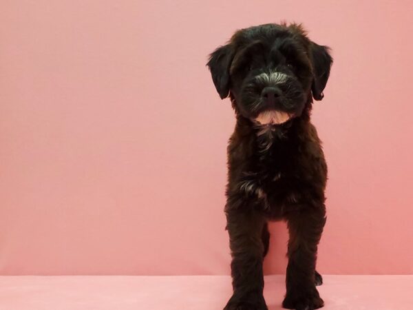 Poodle/Soft Coated Wheaten Terrier-DOG-Female-Sable-21501-Petland Scottsdale, Arizona