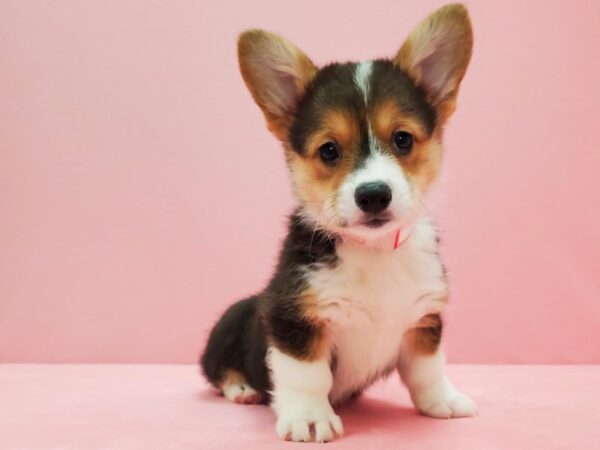 Pembroke Welsh Corgi-DOG-Female-Black / Tan-21492-Petland Scottsdale, Arizona