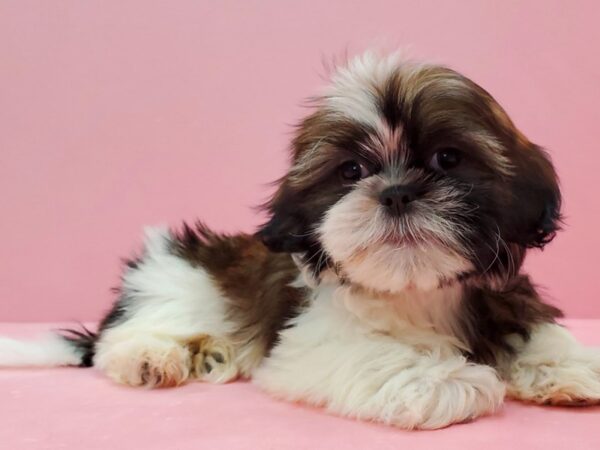 Shih Tzu-DOG-Female-White / Gold-21494-Petland Scottsdale, Arizona