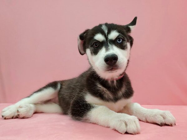 Siberian Husky-DOG-Female-Black and White-21484-Petland Scottsdale, Arizona
