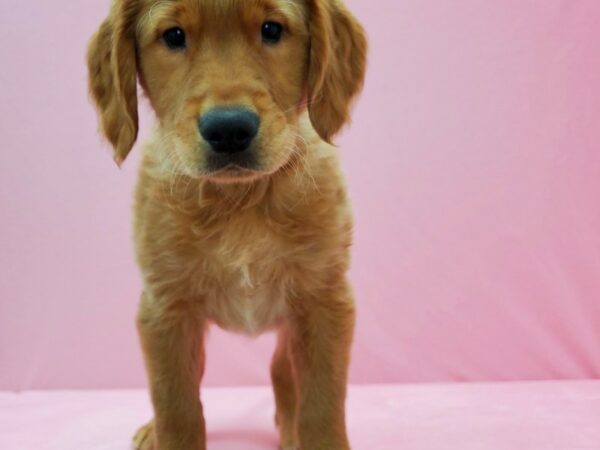 Golden Retriever-DOG-Male-Golden-21474-Petland Scottsdale, Arizona