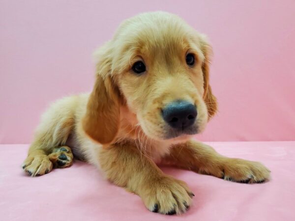 Golden Retriever-DOG-Male-Golden-21473-Petland Scottsdale, Arizona