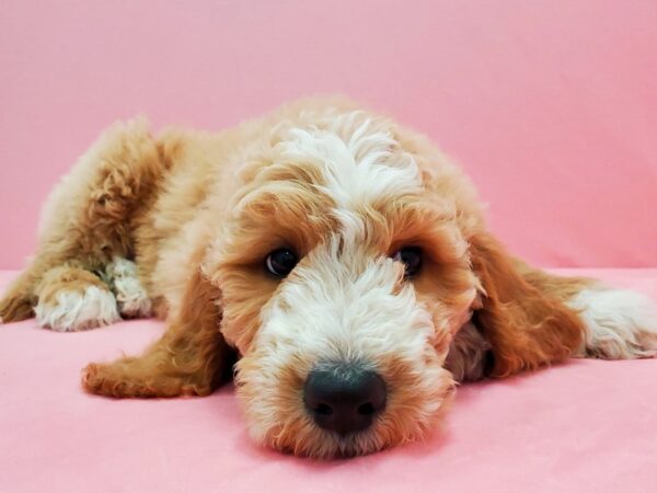 F1B Goldendoodle-DOG-Male-Golden-21499-Petland Scottsdale, Arizona