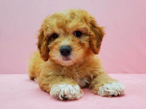 F1B Mini Goldendoodle-DOG-Male-Red-21497-Petland Scottsdale, Arizona