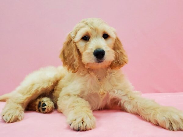 F1B Goldendoodle-DOG-Male-Golden-21502-Petland Scottsdale, Arizona