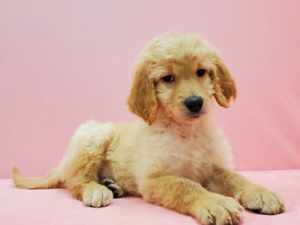 F1B Goldendoodle-DOG-Female-Golden-21503-Petland Scottsdale, Arizona