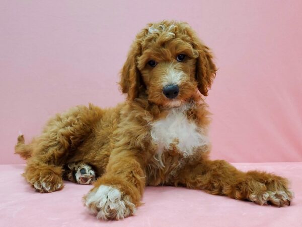 F1B Goldendoodle-DOG-Female-Golden-21504-Petland Scottsdale, Arizona