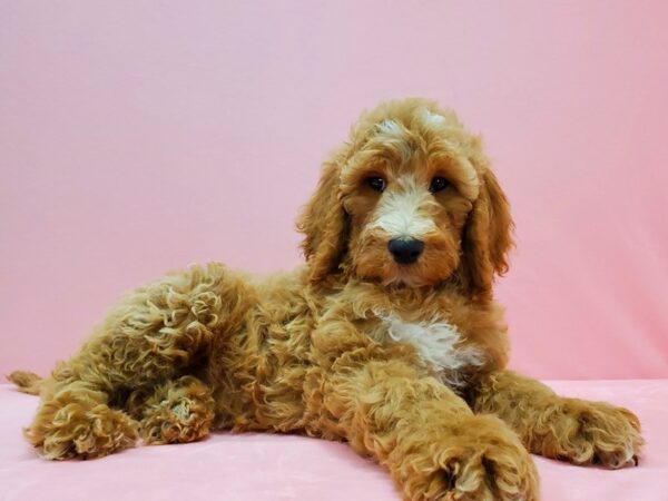 F1B Goldendoodle-DOG-Female-Golden-21505-Petland Scottsdale, Arizona