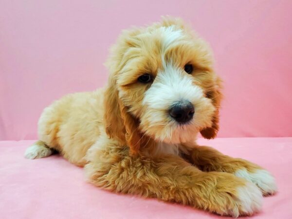 F1B Goldendoodle-DOG-Male-Golden-21498-Petland Scottsdale, Arizona